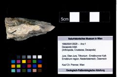 Foto (Objekt + Etikett) von Decapoda indet.  (NHMW-GEO-1990-0041-2629)